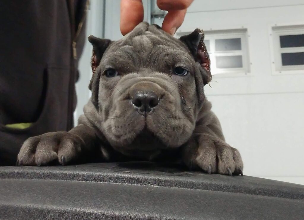 AKC & ICCF Registered Cane Corso Puppies in Missouri Ford from 45 Cane