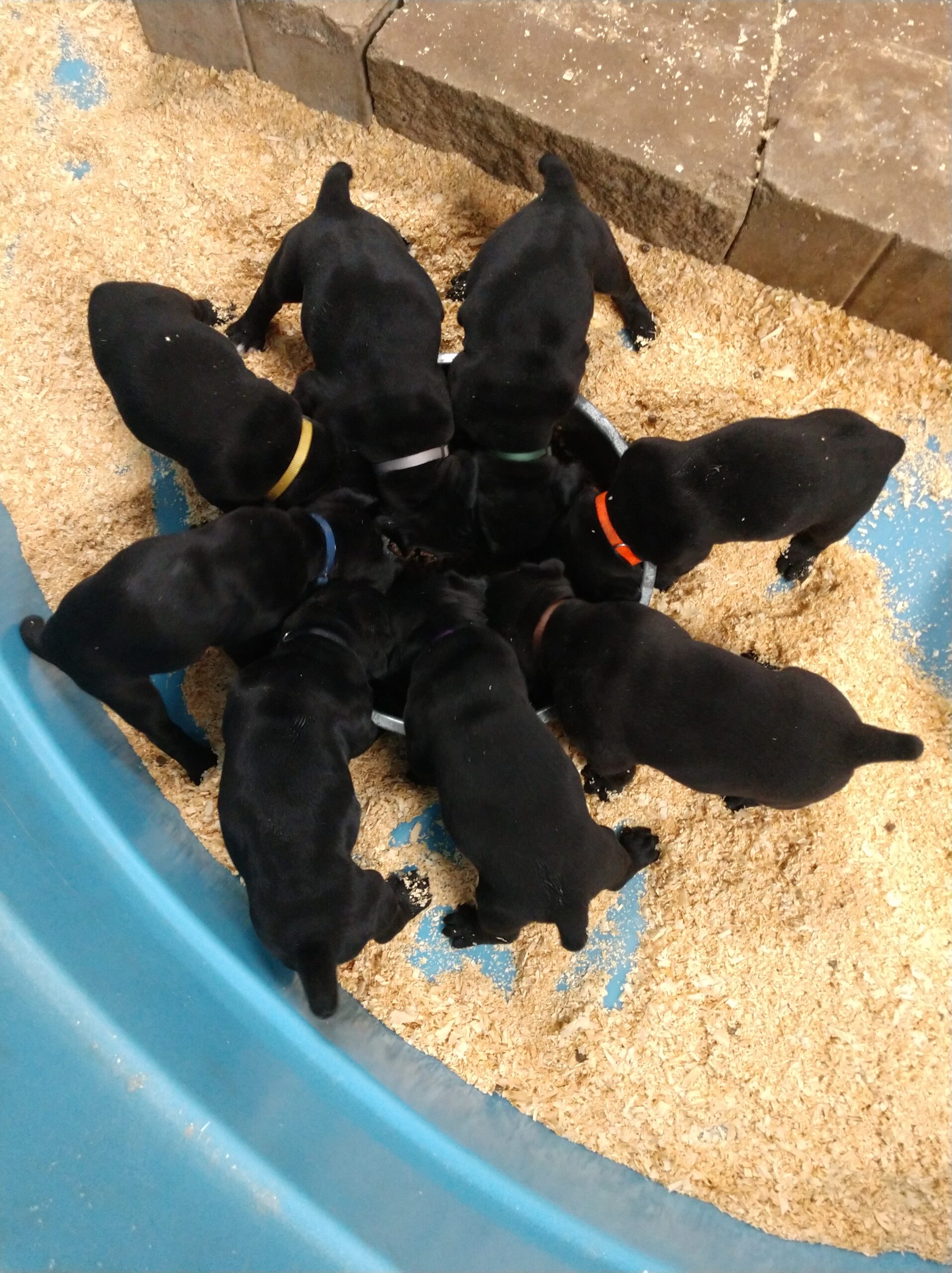 ICCF Registered Cane Corso Puppies in Missouri						
