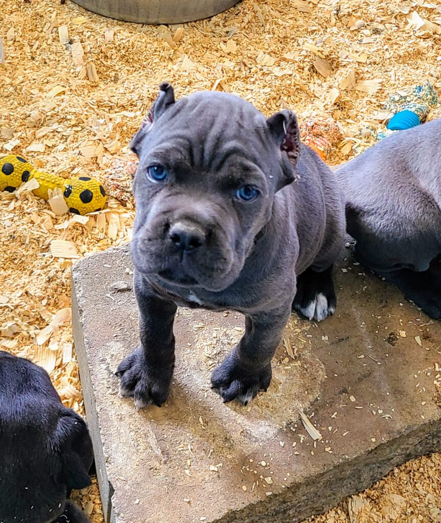 AKC & ICCF Registered Cane Corso Puppies in Missouri Ford from 45 Cane